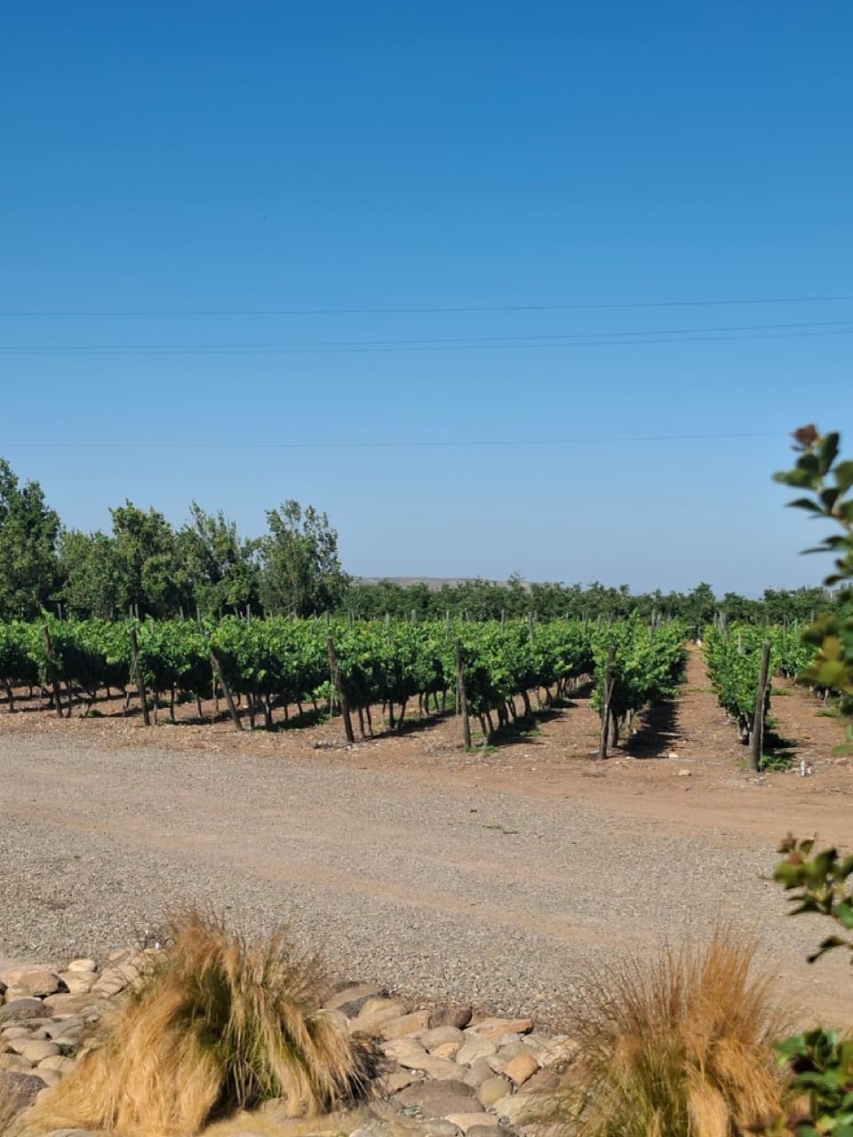 Viña Ochotierras Story