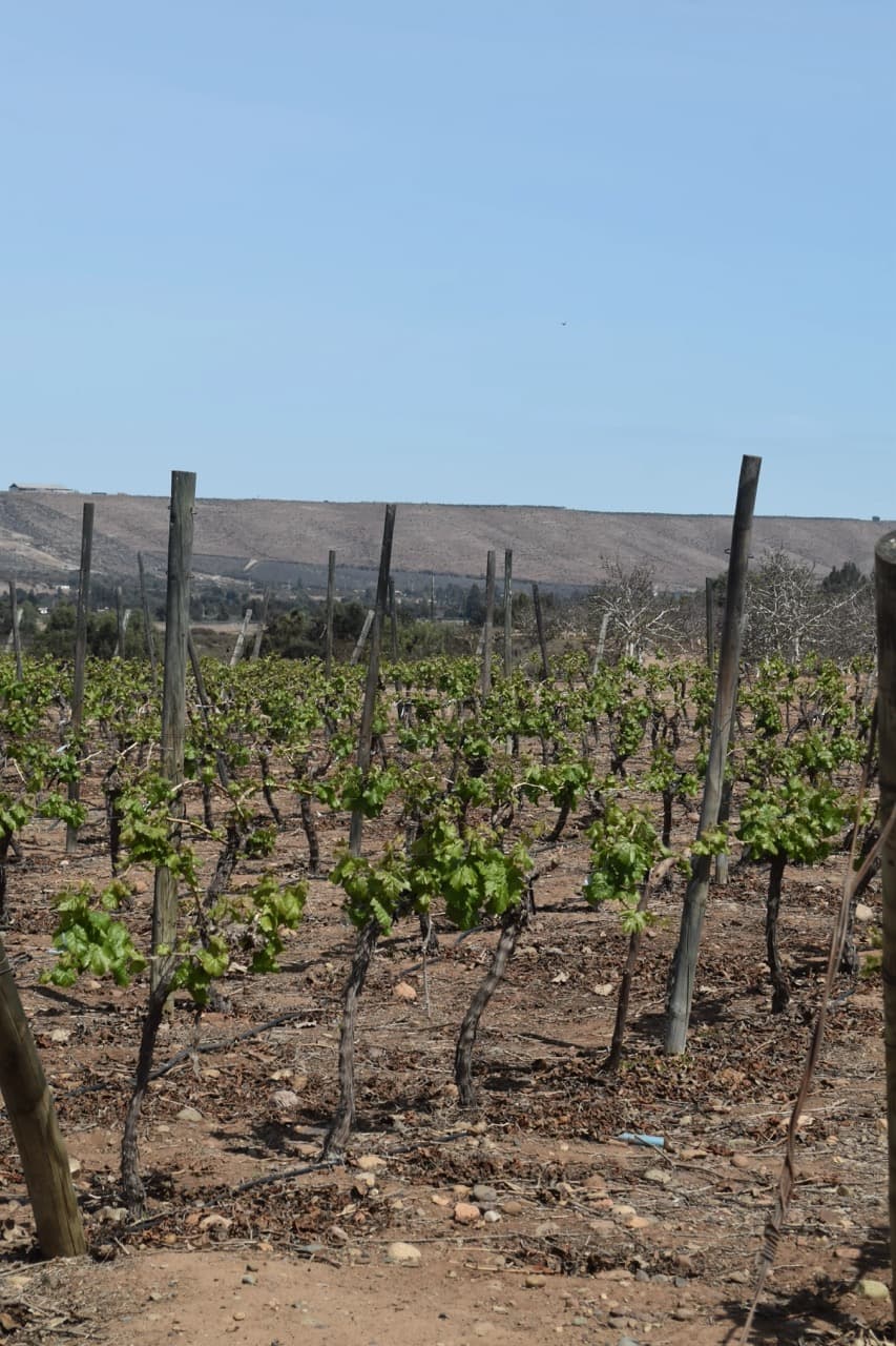 Viñedos Ochotierras