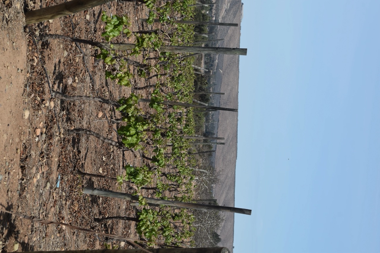 Viñedos Ochotierras